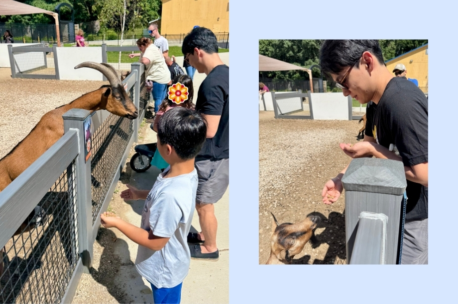A child feeds animals at a small outdoor zoo or petting farm with the help of an adult nearby. Faces are covered.