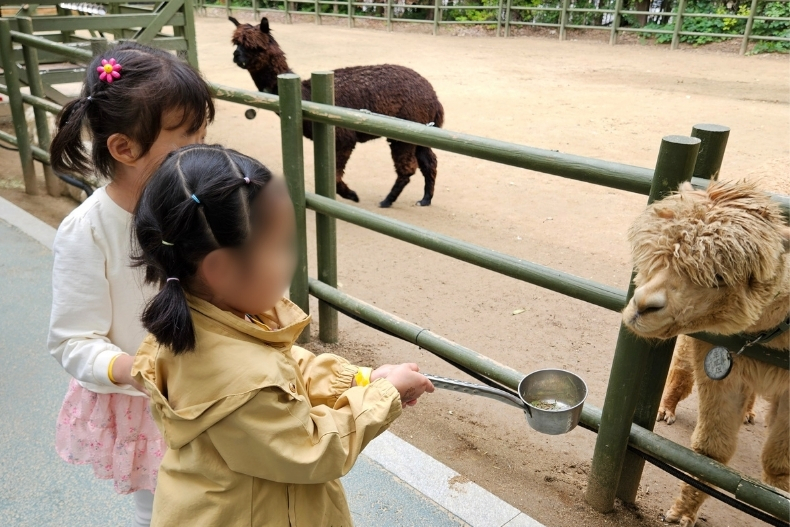 Two young girls feeding an alpaca through a fence at an animal enclosure, with a second alpaca visible in the background.
